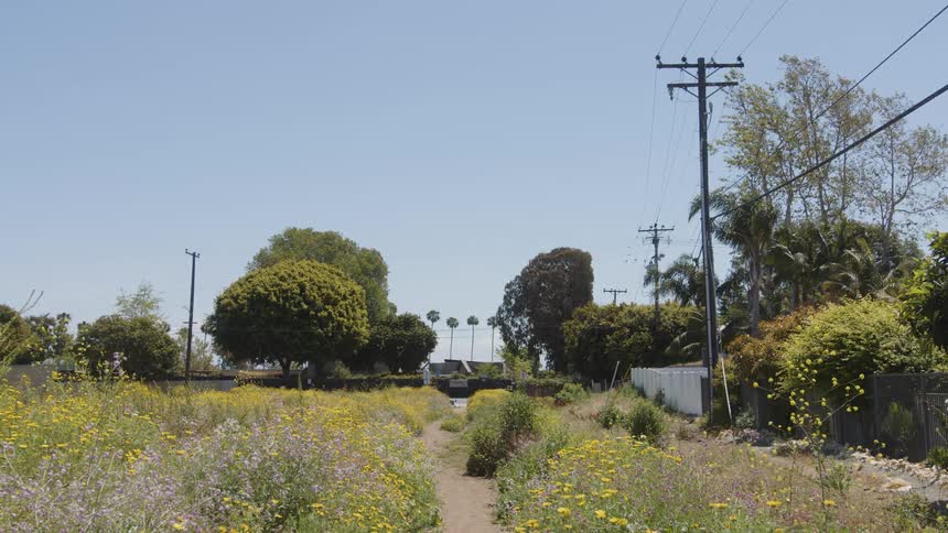 Dirt path surrounded by flowering vegetation with trees in the background and power poles to the side