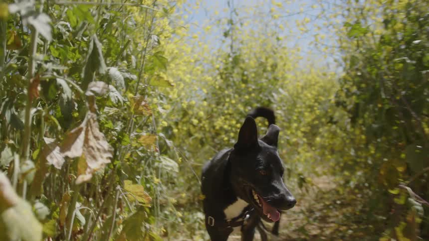 Dog walking on a dirt path rhough overgrown wild shrubs