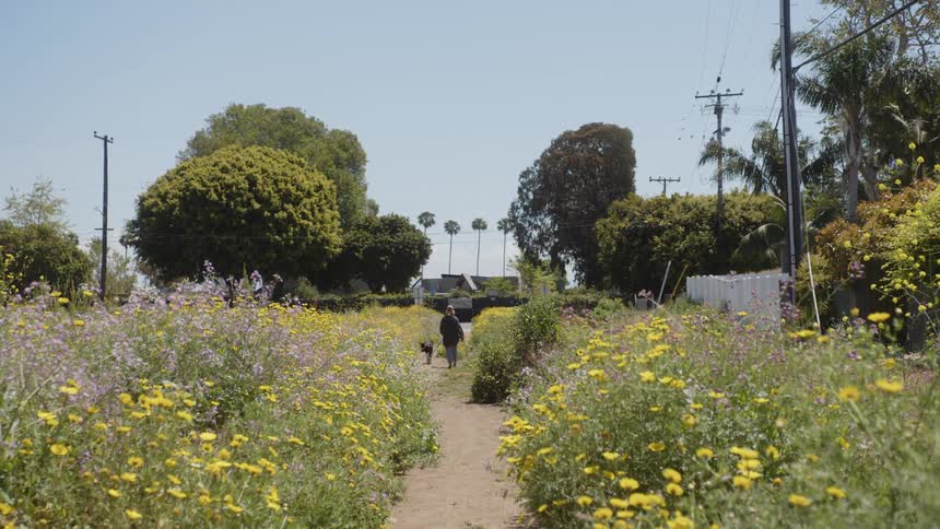A person walks their dog down a dirt path lined with vibrant yellow and purple wildflowers with suburban houses visible in the distance