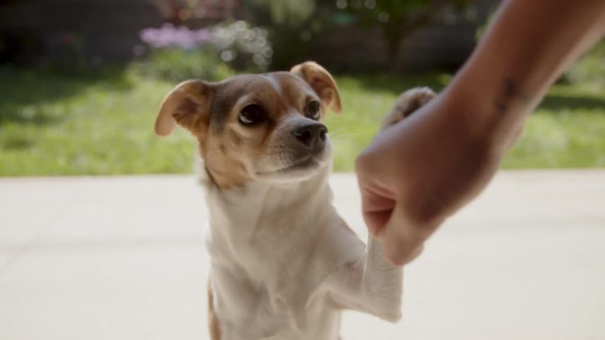 Small dog touching paw to persons hand and wagging tail