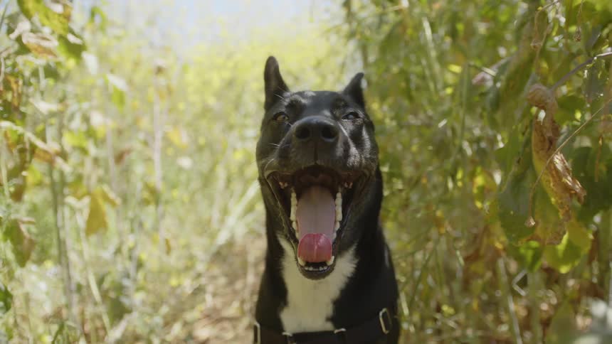Black dog with open mouth in the middle of an agricultural plantation