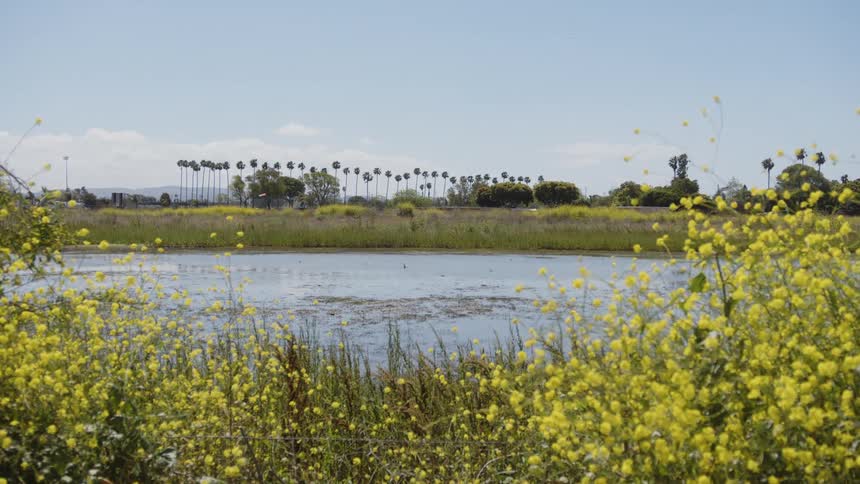A small pond is surrounded by tall grasses and yellow wildflowers with a line of palm trees visible in the distance