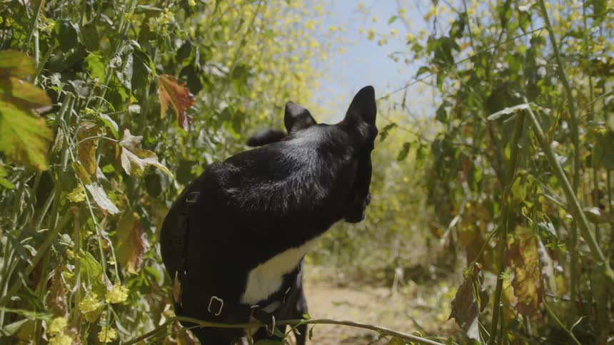 A large black dog stands between two rows of tall grass in a field