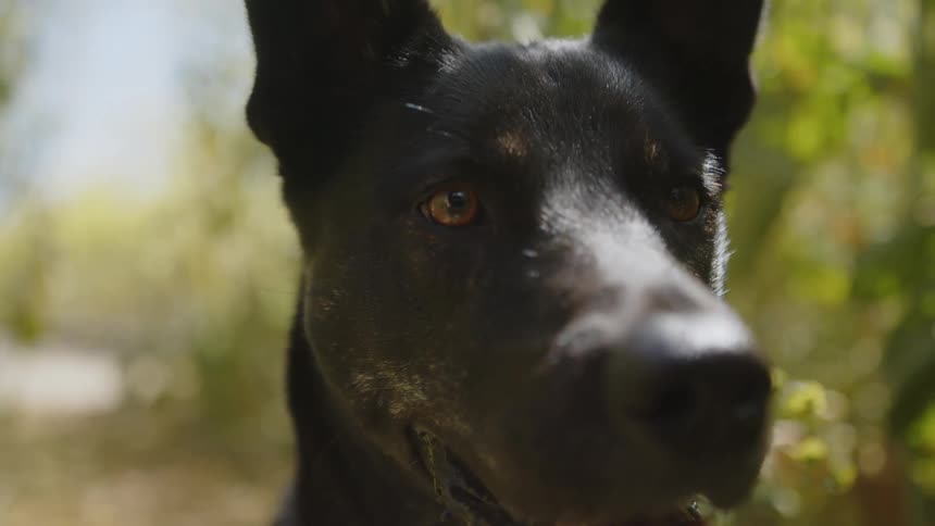 Close up of a black dogs face outdoors