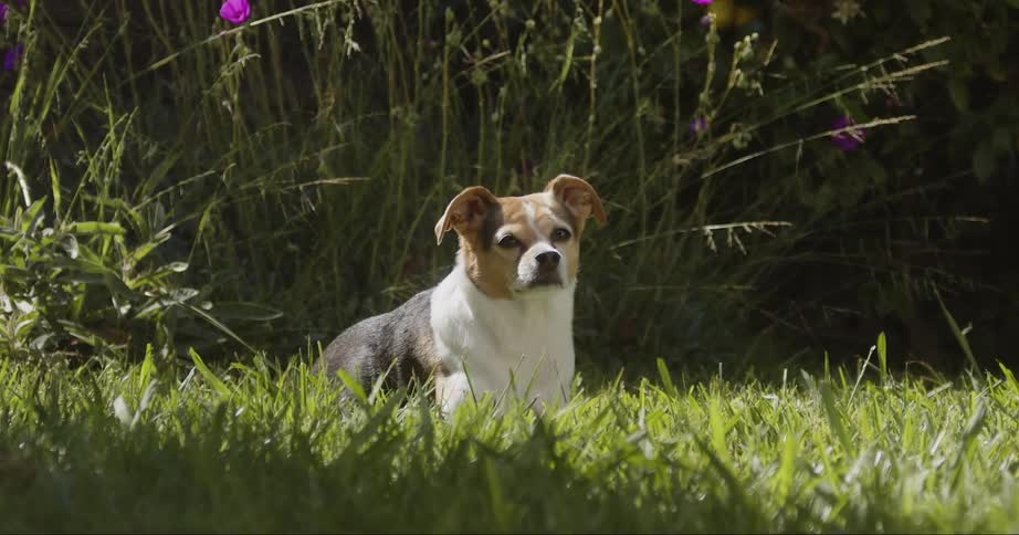 A medium sized dog sits in a field with tall grass behind him