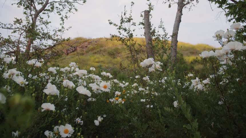 The field is covered with white flowers