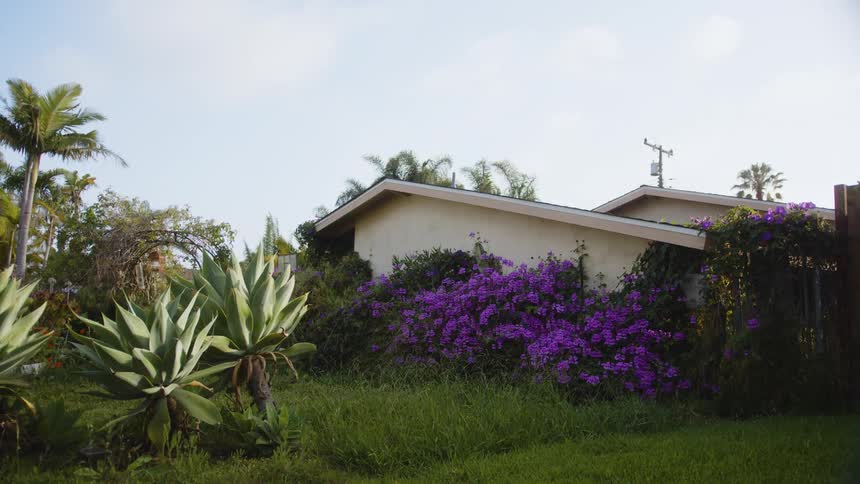 There is a garden in the yard with many purple flowers