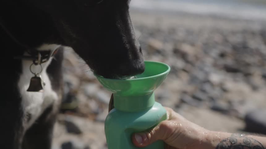 Dog drinking water from portable bowl held by owner while at the beach