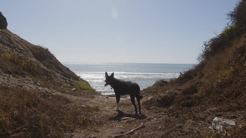 Blackhaired dog in a natural environment with the sea in the background