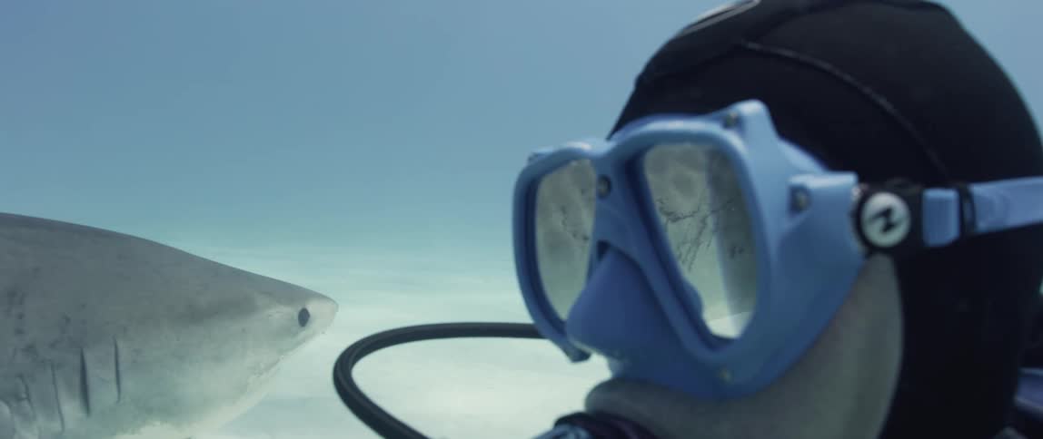 Tiger Shark Mirrors in a Diver's Mask