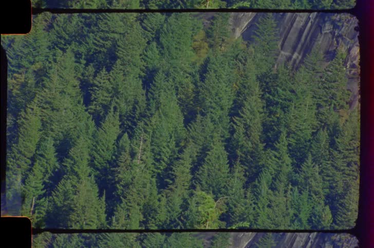 Gray stone mountain side towers over conifer forest