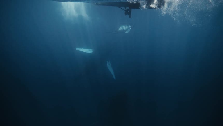 Boat passing by at sea with two whales below