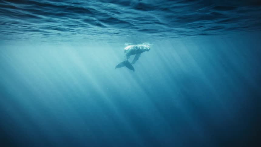 Whale rising and reaching the surface of the ocean