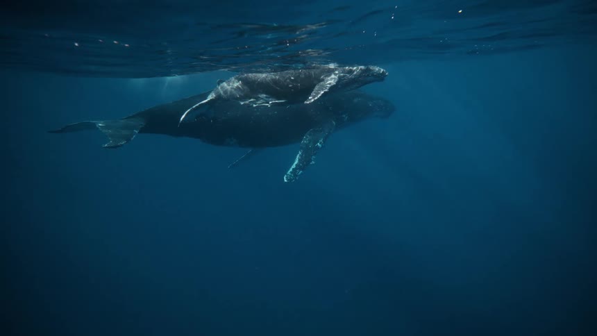 Two whales float right at the surface of the water