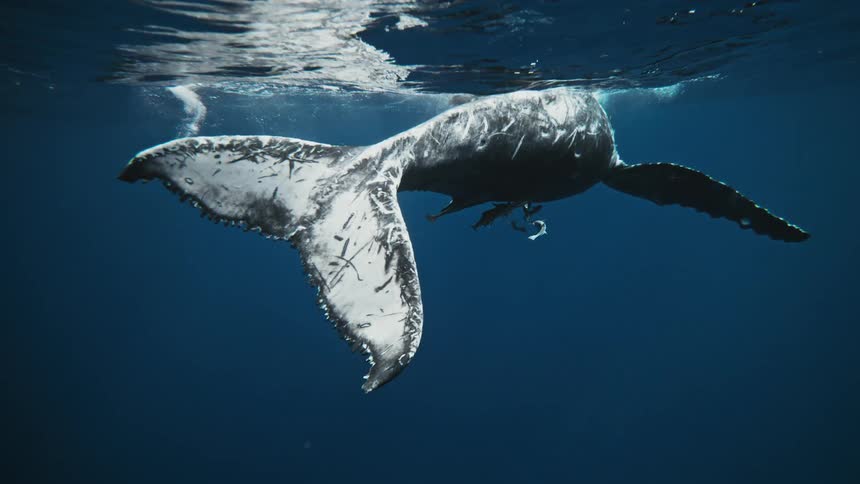 Whale swimming on the surface with fish around