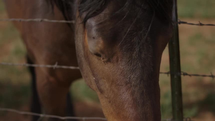 Horses standing by a fence looking over