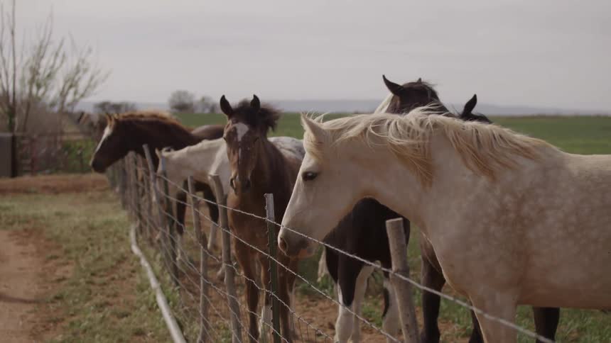 Horses lined up along a barbed wire fence on a windy day