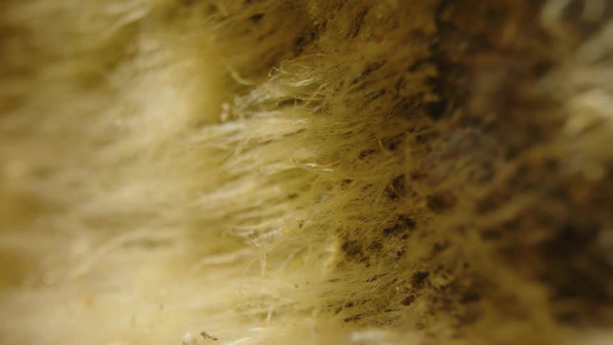Particles floats near a fur like surface