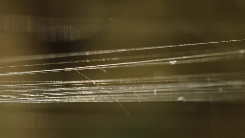 An extreme closeup shot of spiderweb strands swaying gently in the wind