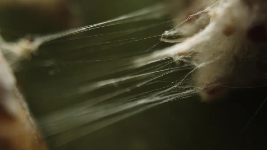 Closeup of a delicate spider web with delicate strands