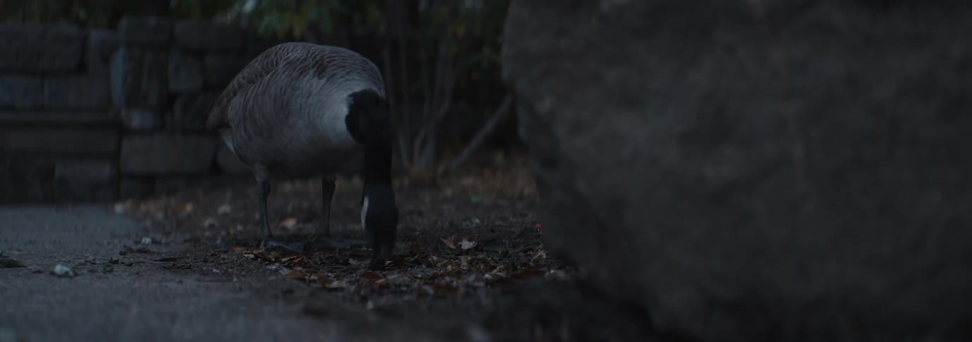 A dimly lit shot of a goose foraging for food on the ground its head down and beak digging into the dirt and leaves near a large rock