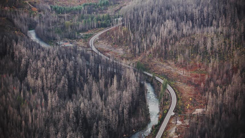 A winding road snaking through a forest ravaged by fire with barren trees and charred ground contrasting with patches of remaining green