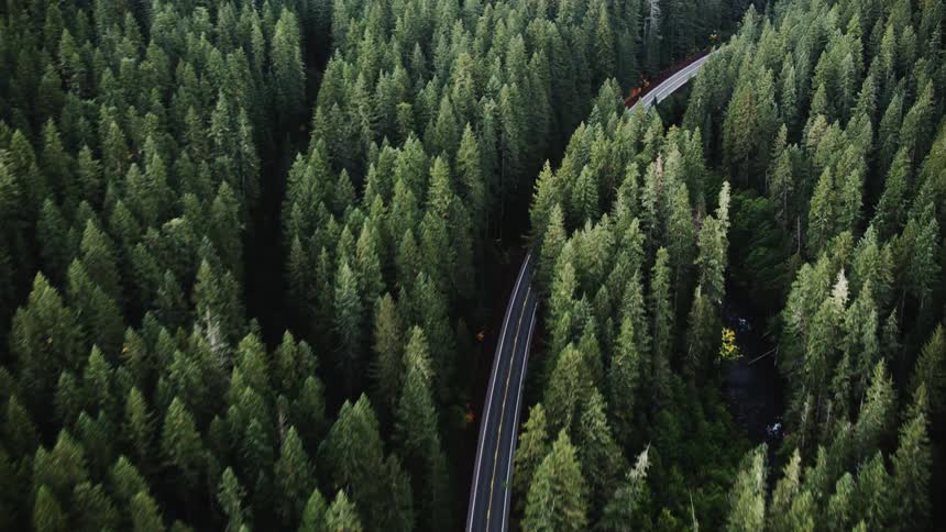 A winding road snaking through a dense forest of tall green trees as seen from directly overhead