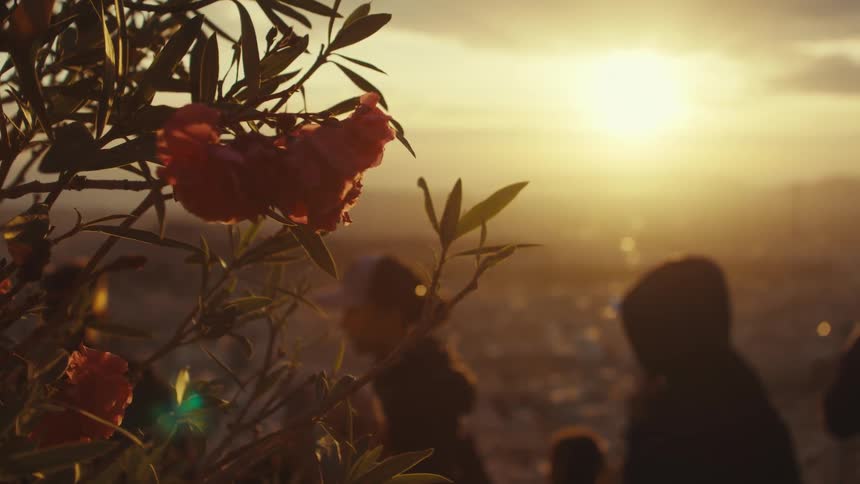 A group of people silhouetted against a fiery sunset over the city with vibrant pink flowers in the foreground