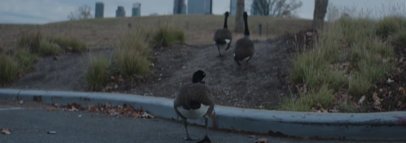Ducks walking in the same direction on a trail