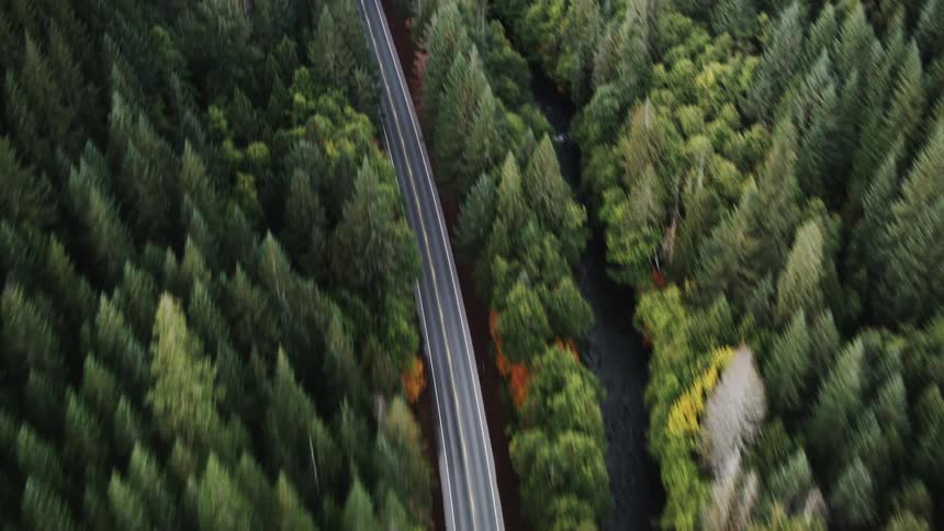 Tall trees are on both sides of the road