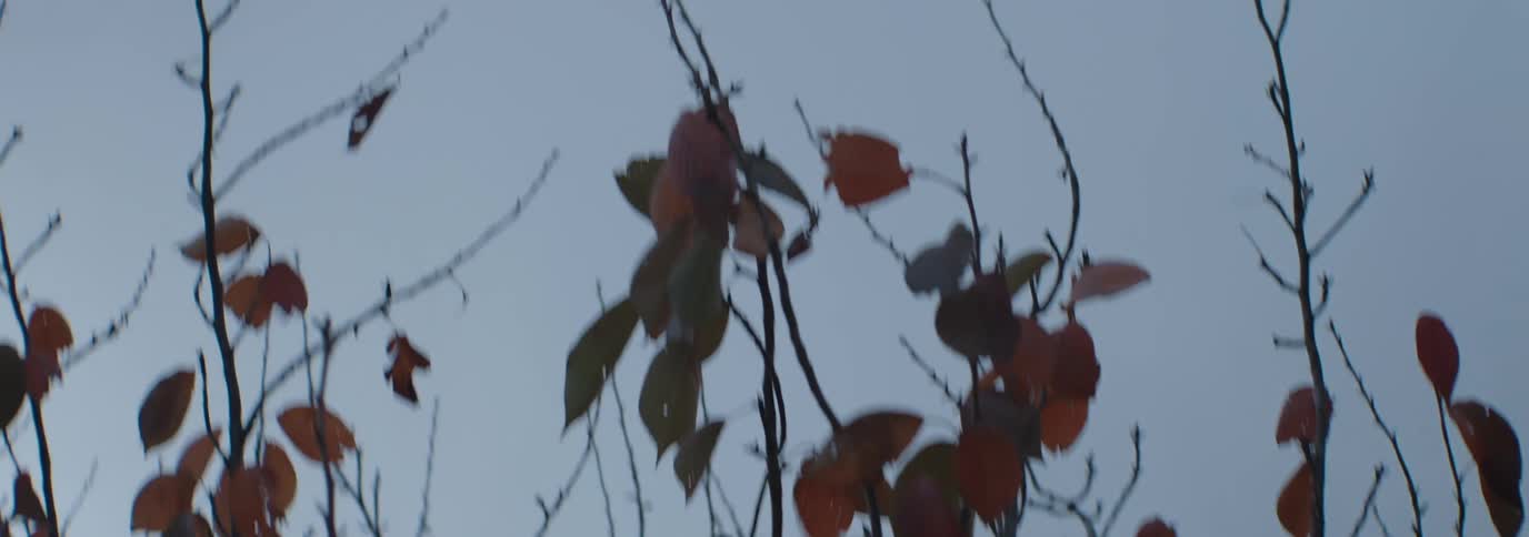 Bare branches with a few remaining brown leaves against a cloudy overcast sky