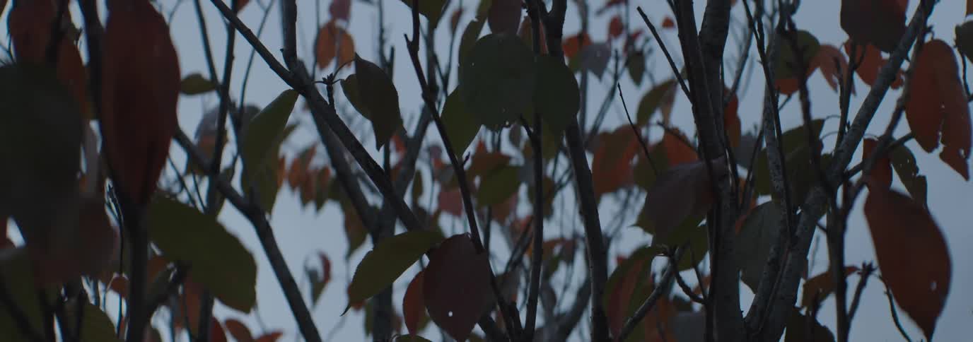 Bare branches with a few remaining brown leaves against a cloudy overcast sky