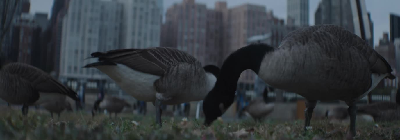 A group of geese foraging in a grassy area with a cityscape as the backdrop