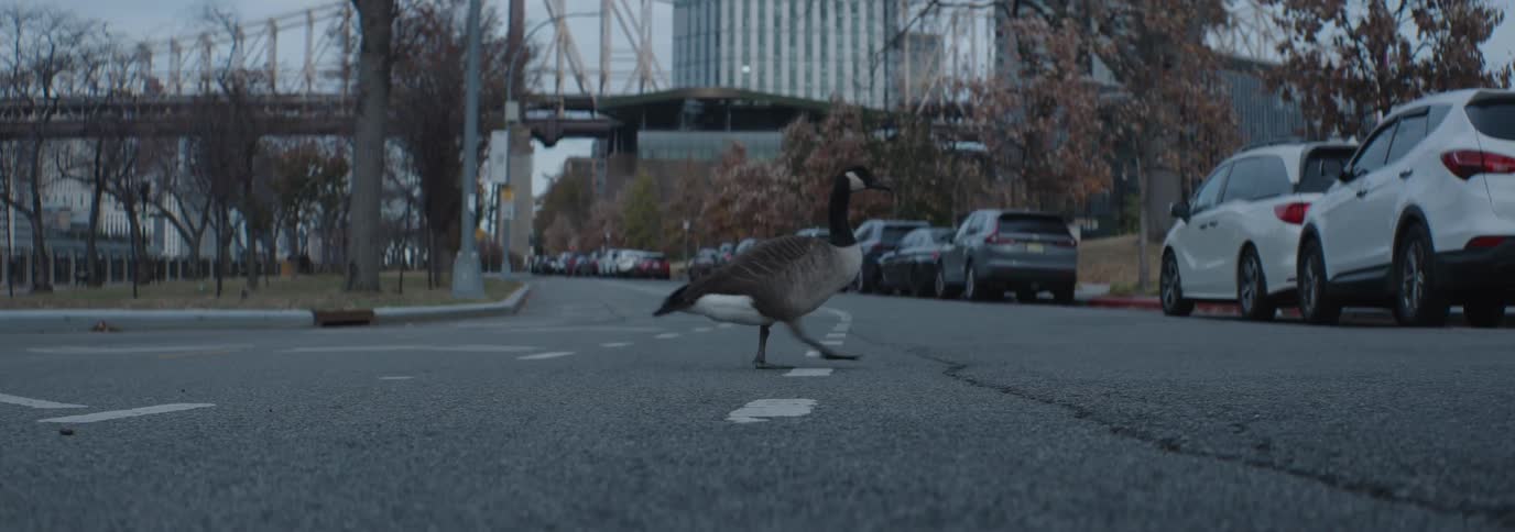 A clip of birds crossing the road