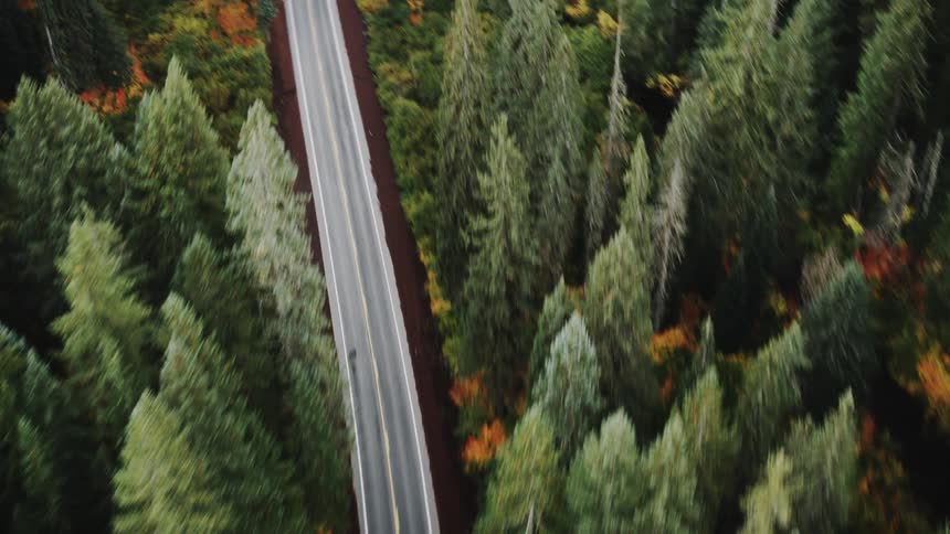 A winding road cutting through a dense forest with a mix of evergreen and deciduous trees some of which are displaying vibrant autumn colors