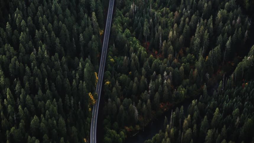 A winding river and a road cutting through a dense evergreen forest