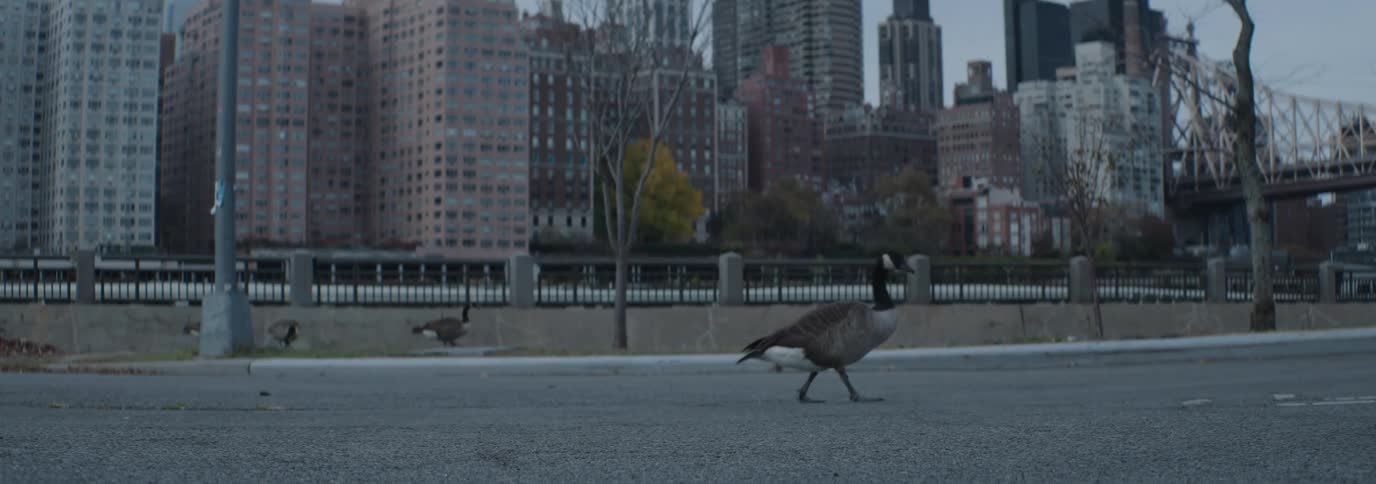 A group of geese walking along a sidewalk with a cityscape in the background