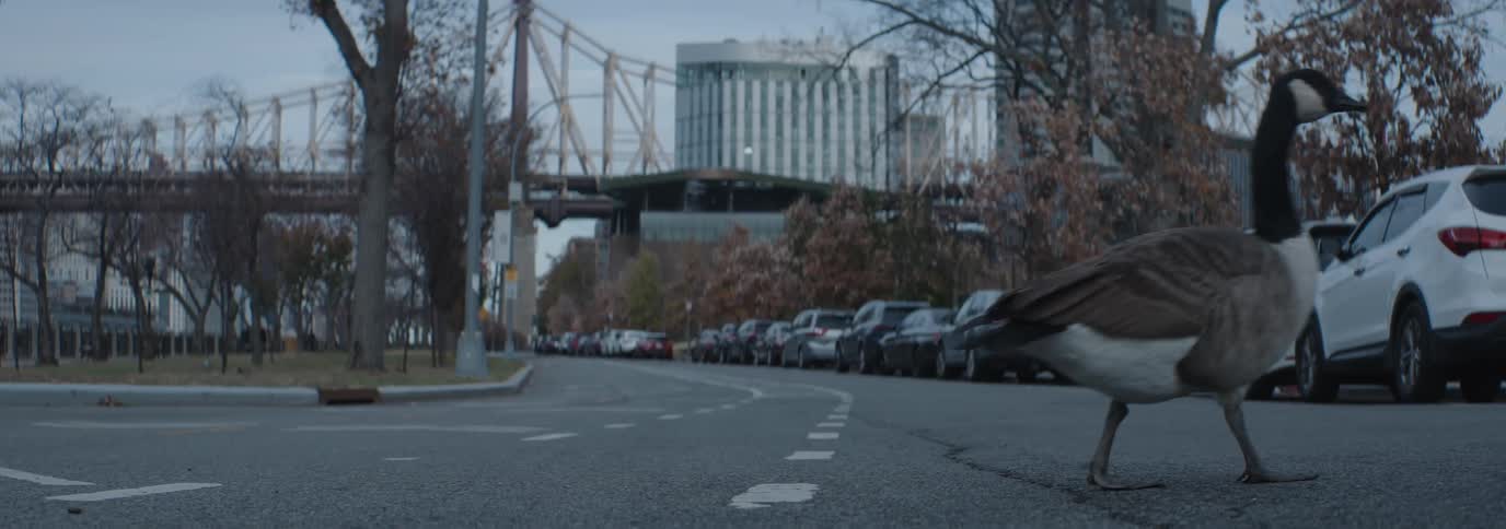 A canada goose walking along a city street with a bridge and parked cars in the background