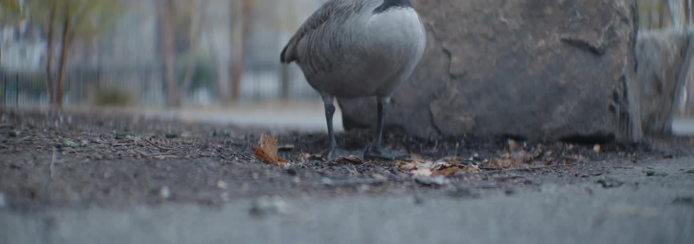 A close up clip of a goose