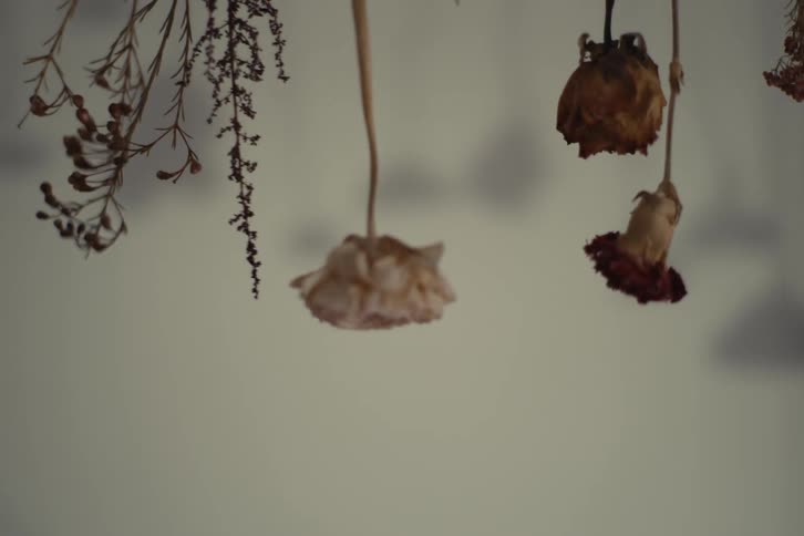 Dried flowers hanging upside down swaying in the breeze