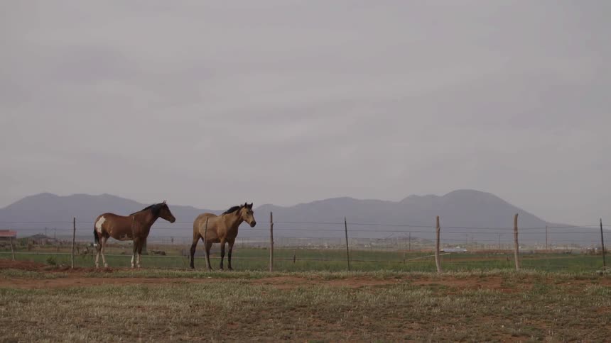 Two horses behind a fence in front of a mountain