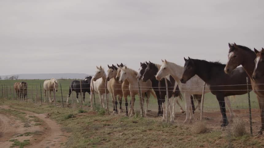 Horses walk in a pasture