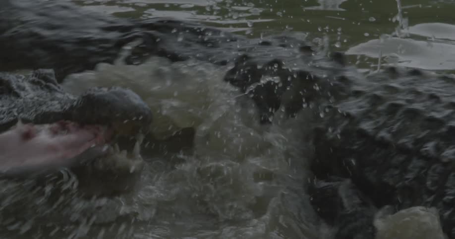 An alligator protects its food from another alligator