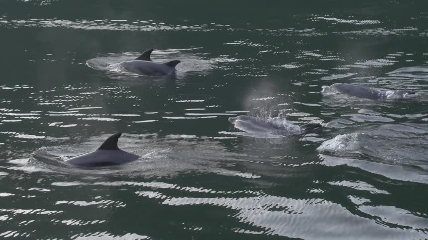 Dolphins swim in the ocean