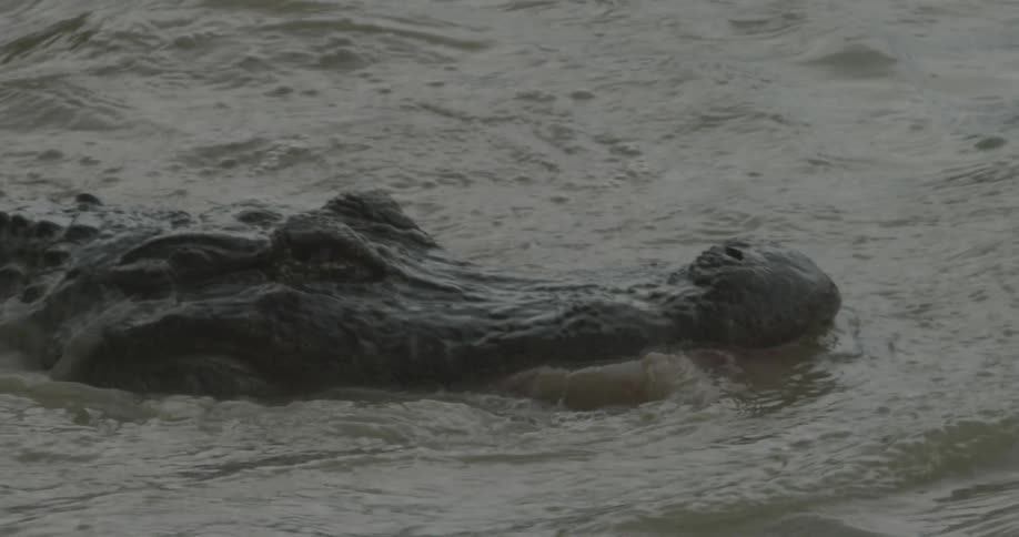 Alligator moving through the water with dinner in its mouth