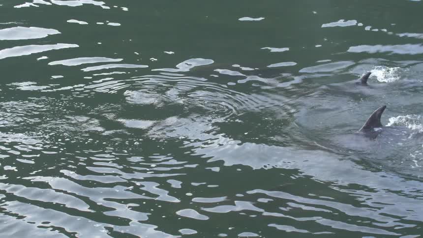Dolphins breach and dive in water
