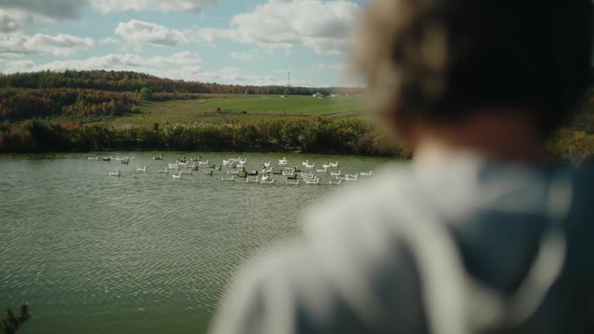 A person gazing out at a pond teeming with ducks with rolling hills and a blue sky in the distance