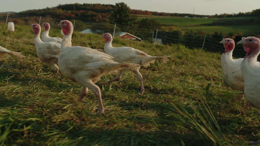 A flock of turkeys walks across a grassy field