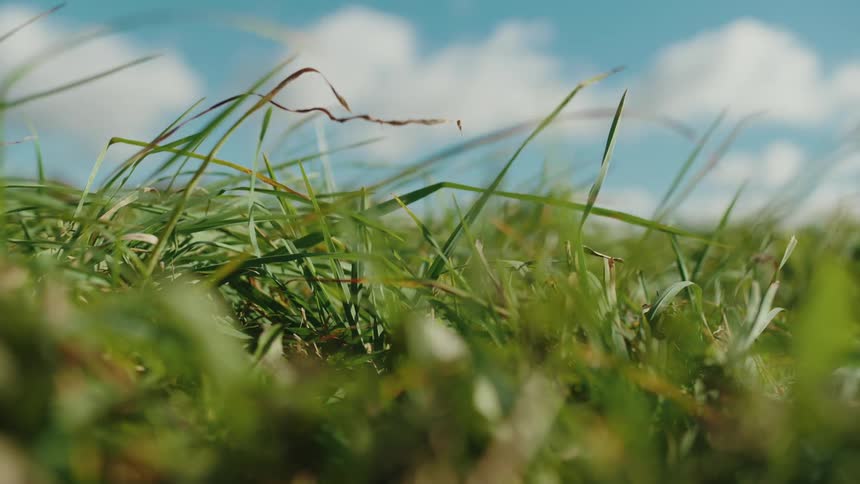 The blades of grass sway gently in the breeze