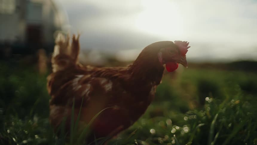 A brown chicken is standing in the grass